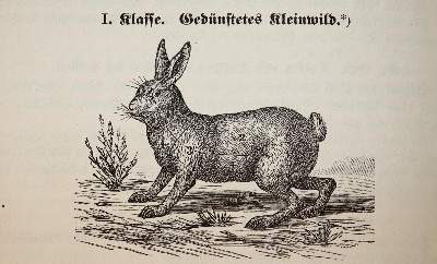 Bild Nr.5: 143-853 Naumann,L.: (Küche und Haushalt, Kochbücher)