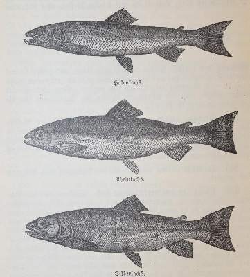 Bild Nr.3: 143-854 Neudecker,M.A.: (Küche und Haushalt, Kochbücher)