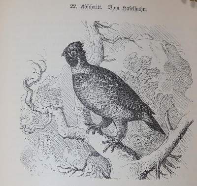 Bild Nr.3: 143-860 Niggl,J.N.: (Küche und Haushalt, Kochbücher)