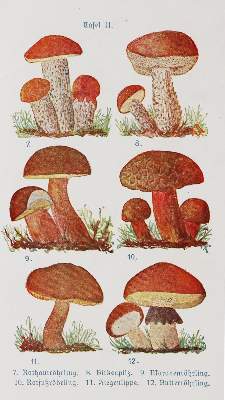 Bild Nr.3: 143-875 Buchmeier,M.: (Küche und Haushalt, Kochbücher, Pilzküche)