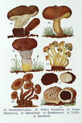 Bild Nr.4: 143-875 Buchmeier,M.: (Küche und Haushalt, Kochbücher, Pilzküche)