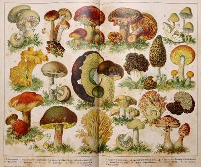 Bild Nr.4: 143-897 Sammlung: (Küche und Haushalt, Kochbücher)