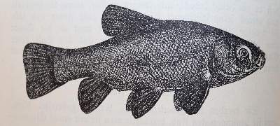 Bild Nr.3: 143-922 Schlienbecker,W.: (Küche und Haushalt, Kochbücher)