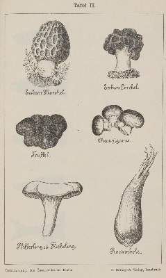Bild Nr.5: 143-979 Wiener Küche.: (Küche und Haushalt, Kochbücher)