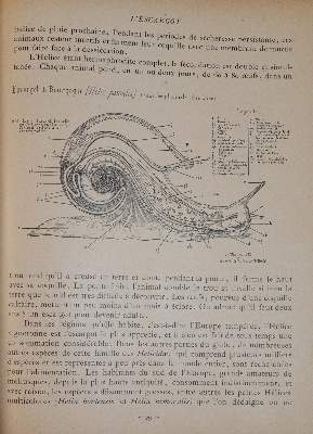 Bild Nr.2: 143-980 Blandin,C.: (Küche und Haushalt, Kochbücher, Wildküche)