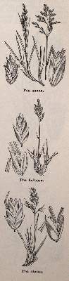 Bild Nr.2: 143-998 Sammlung: (Land- und Forstwirtschaft, Garten)