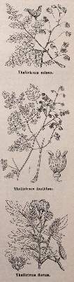 Bild Nr.4: 143-998 Sammlung: (Land- und Forstwirtschaft, Garten)