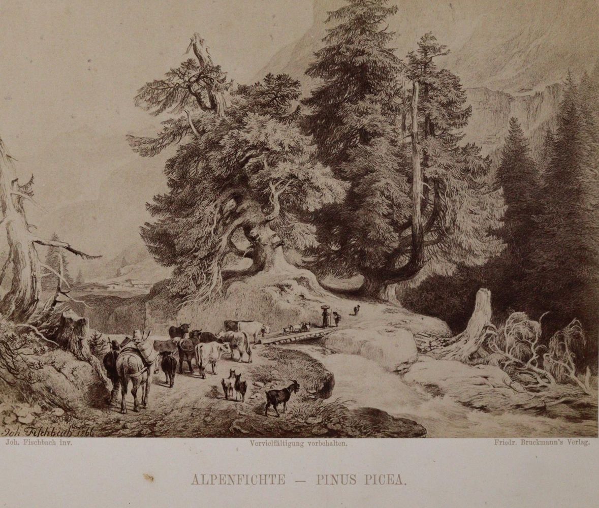 Große Abbildung Nr.5: 144-1310 Fischbach,J. u. H.Masius.: (Botanik)