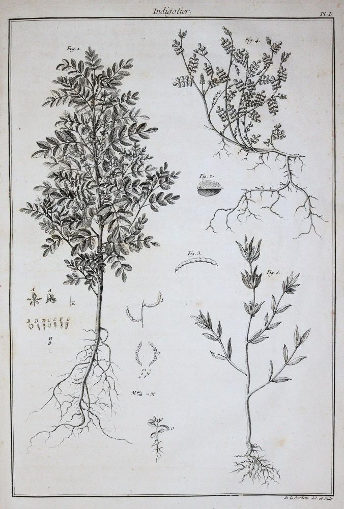 Große Abbildung Nr.2: 144-1315 Beauvais-Raseau,P.de.: (Botanik, Indigo)
