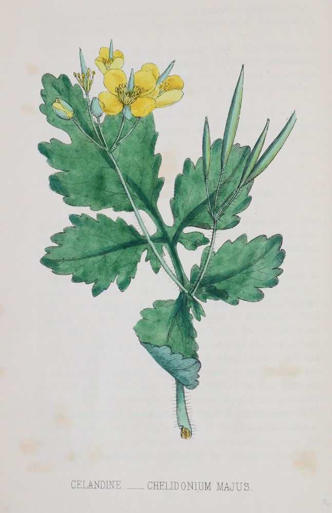 Große Abbildung Nr.3: 144-1316 Johnson,C.: (Botanik)