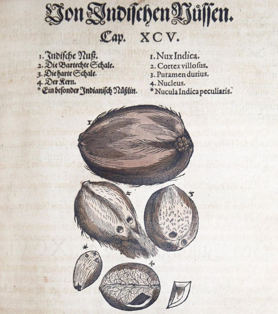 Große Abbildung Nr.10: 144-1317 Matthioli,P.A.: (Botanik, Kräuterbücher)