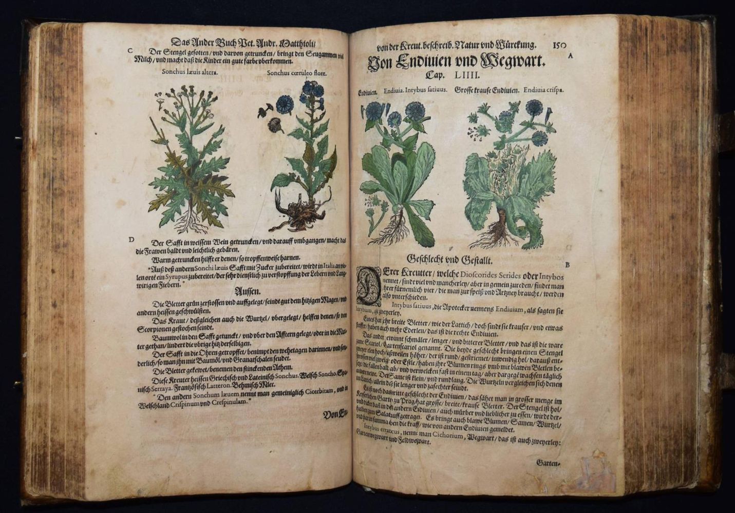 Große Abbildung Nr.16: 144-1317 Matthioli,P.A.: (Botanik, Kräuterbücher)