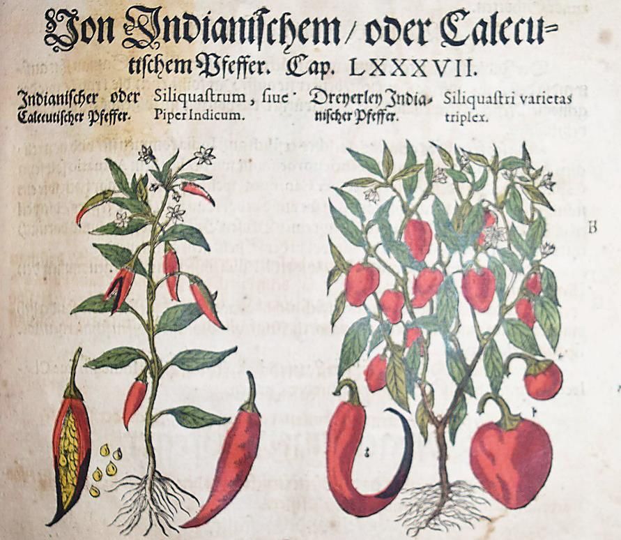 Große Abbildung Nr.19: 144-1317 Matthioli,P.A.: (Botanik, Kräuterbücher)