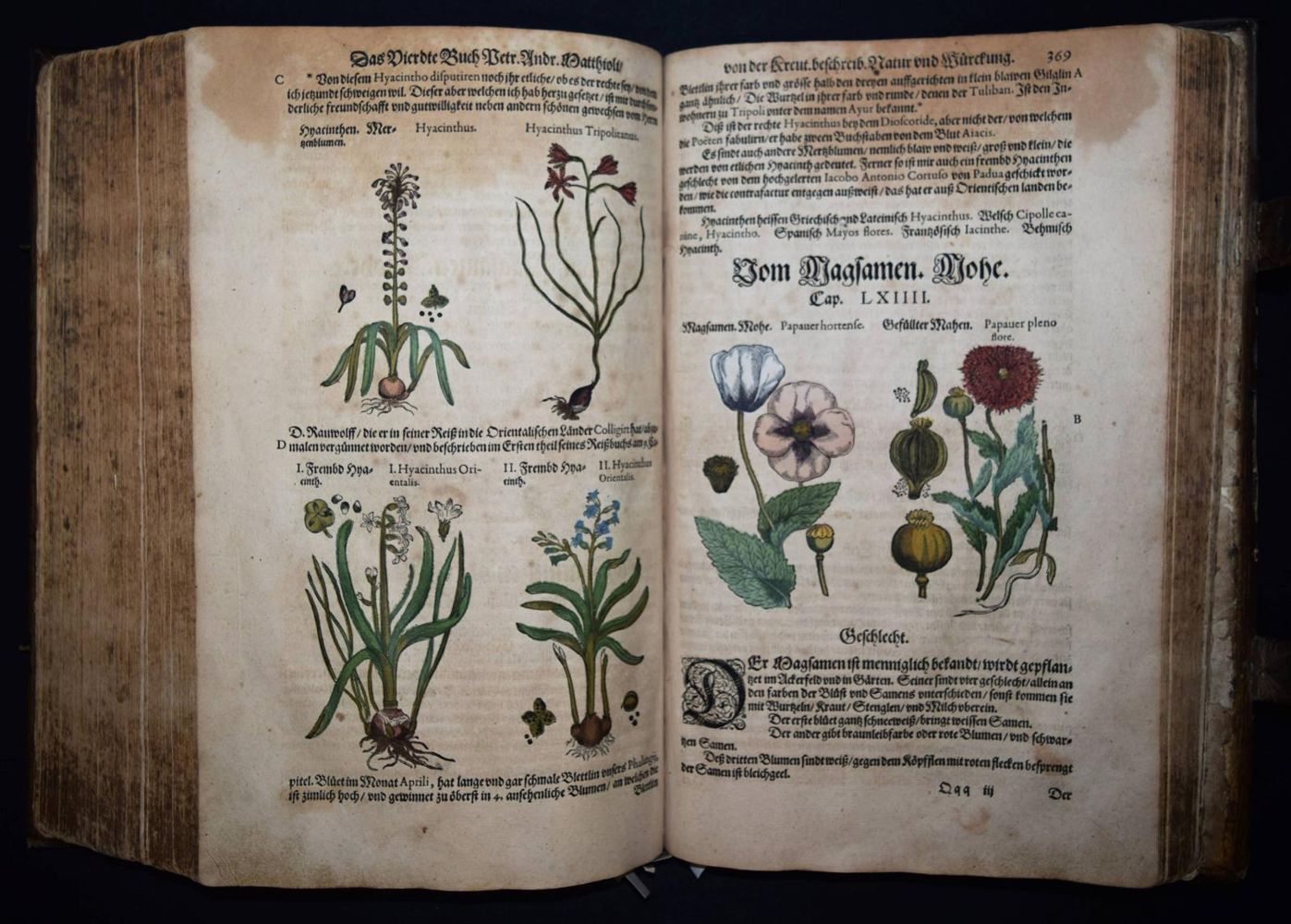 Große Abbildung Nr.27: 144-1317 Matthioli,P.A.: (Botanik, Kräuterbücher)