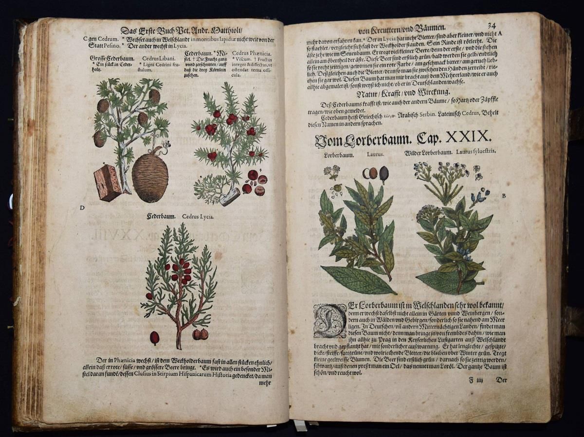 Große Abbildung Nr.3: 144-1317 Matthioli,P.A.: (Botanik, Kräuterbücher)