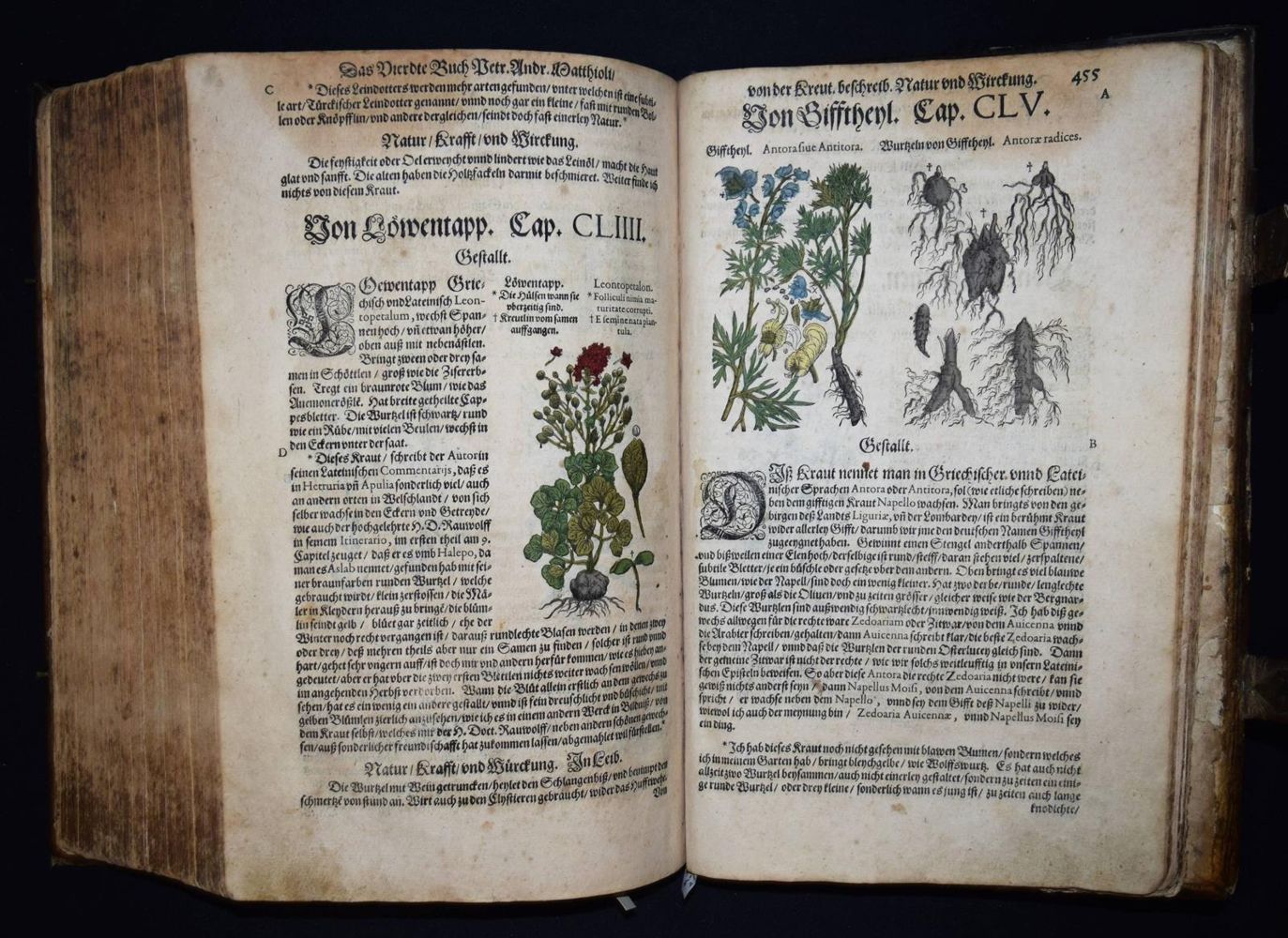 Große Abbildung Nr.33: 144-1317 Matthioli,P.A.: (Botanik, Kräuterbücher)