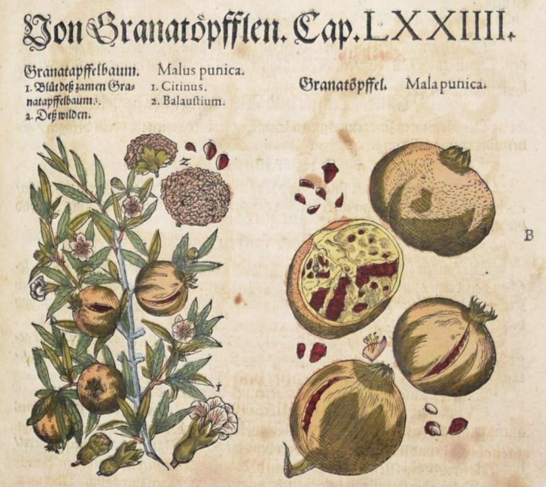 Große Abbildung Nr.7: 144-1317 Matthioli,P.A.: (Botanik, Kräuterbücher)