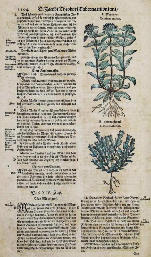 Große Abbildung Nr.112: 144-1318 Tabernaemontanus,J.T.: (Botanik, Kräuterbücher)
