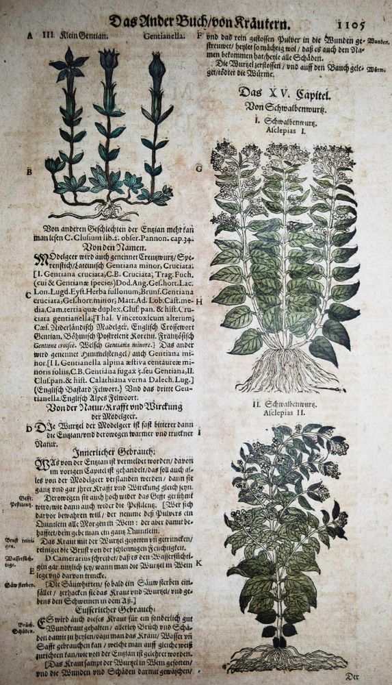 Große Abbildung Nr.113: 144-1318 Tabernaemontanus,J.T.: (Botanik, Kräuterbücher)