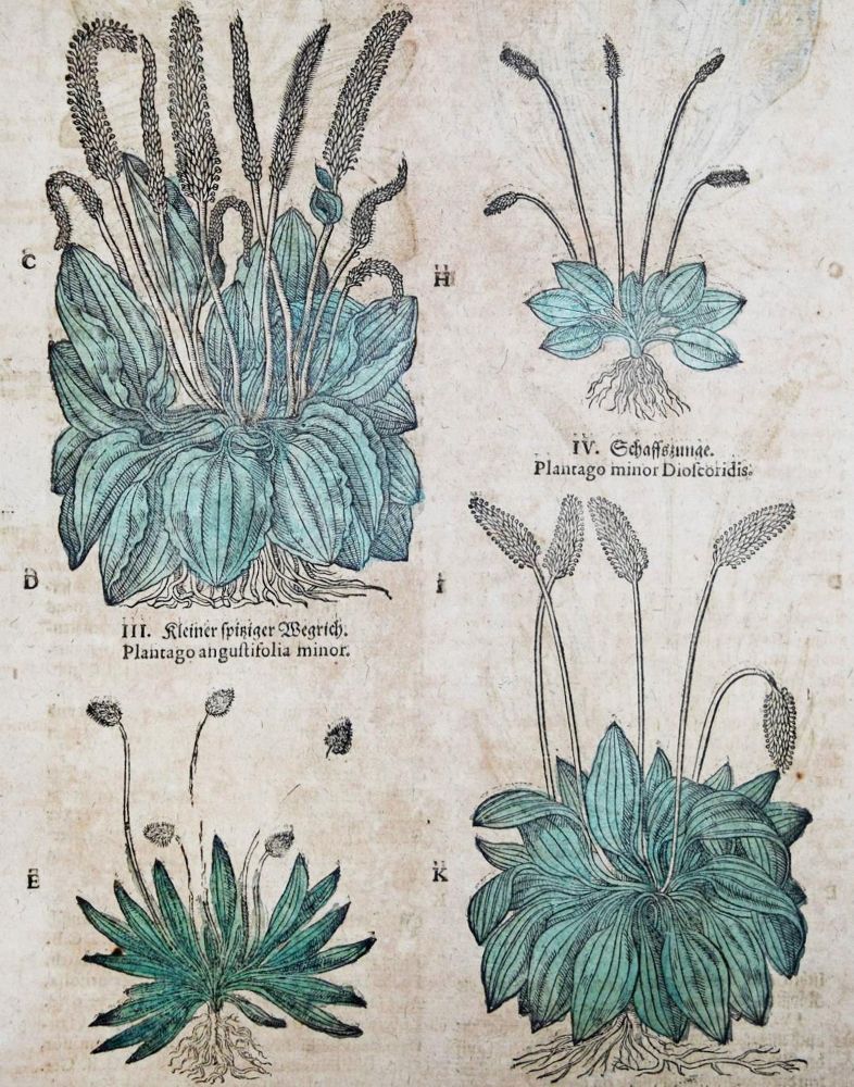 Große Abbildung Nr.114: 144-1318 Tabernaemontanus,J.T.: (Botanik, Kräuterbücher)