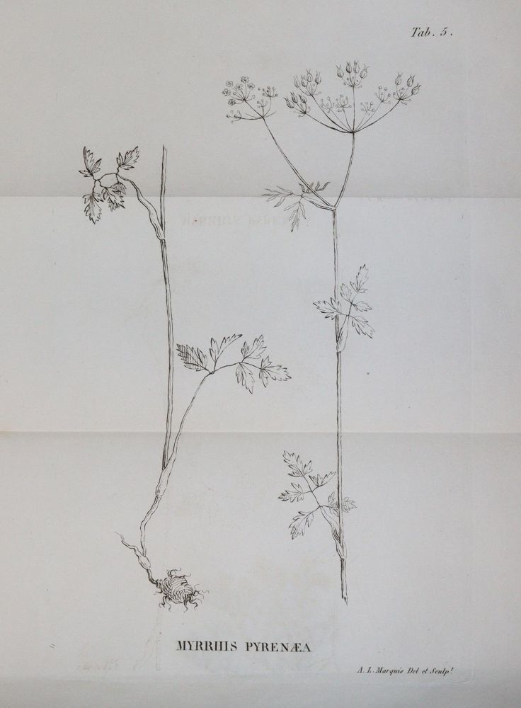 Große Abbildung Nr.3: 144-1322 Loiseleur Deslongchamps,J.L.A.: (Botanik)