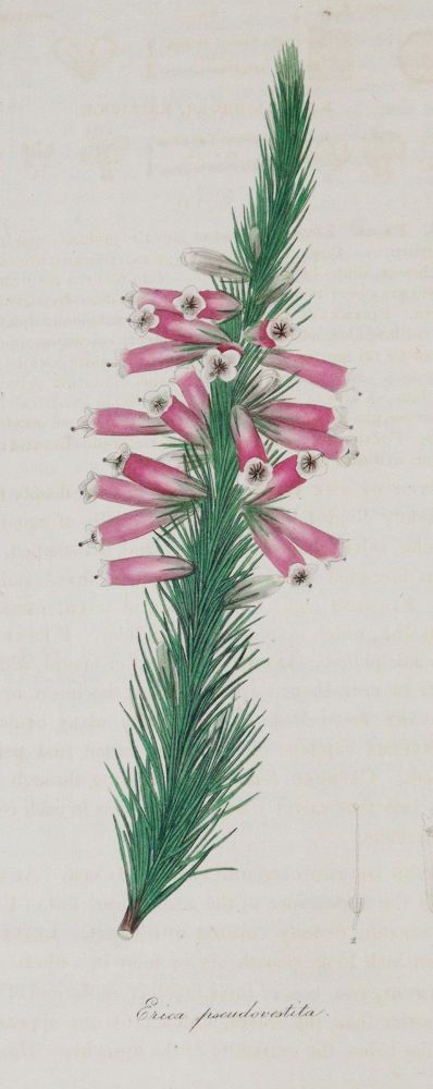 Große Abbildung Nr.7: 144-1324 Maund,B.: (Botanik)