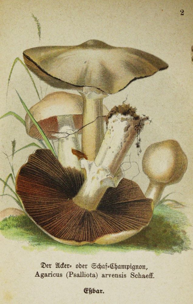 Große Abbildung Nr.5: 144-1325 Sammlung: (Botanik, Pilze)