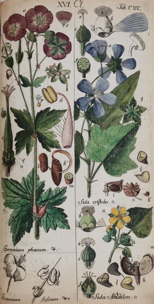 Große Abbildung Nr.5: 144-1327 Schkuhr,C.: (Botanik)