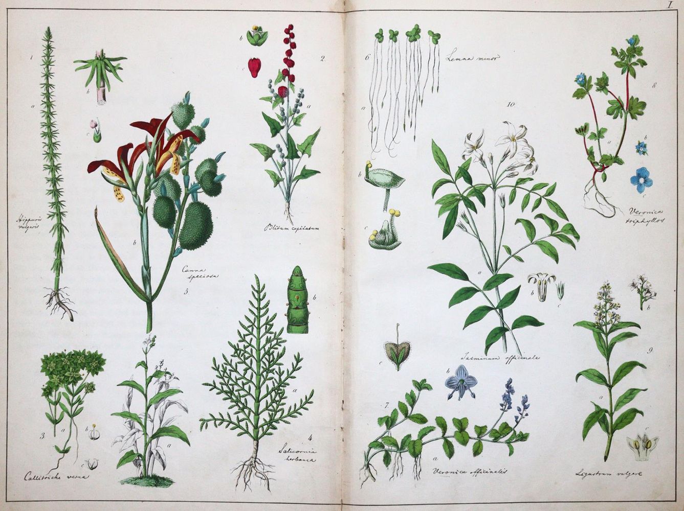 Große Abbildung Nr.1: 144-1329 (Schubert,G.H.v.: (Botanik)