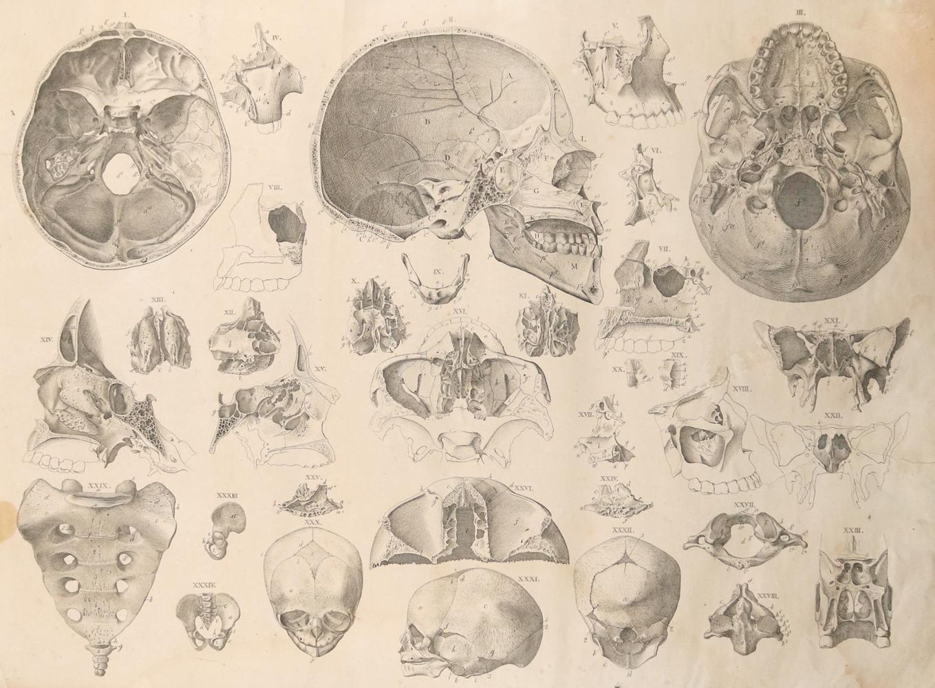 Große Abbildung Nr.1: 144-1336 Weber,M.I.: (Medizin, Anatomie)