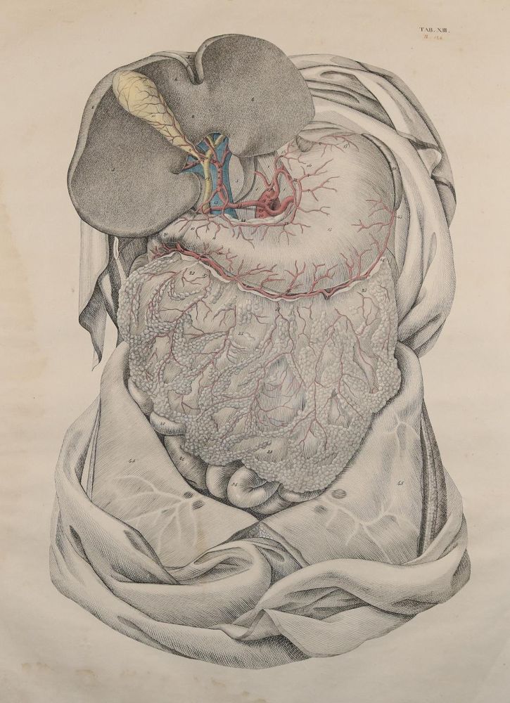 Große Abbildung Nr.2: 144-1336 Weber,M.I.: (Medizin, Anatomie)