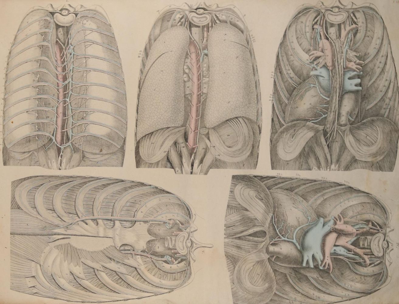 Große Abbildung Nr.4: 144-1336 Weber,M.I.: (Medizin, Anatomie)