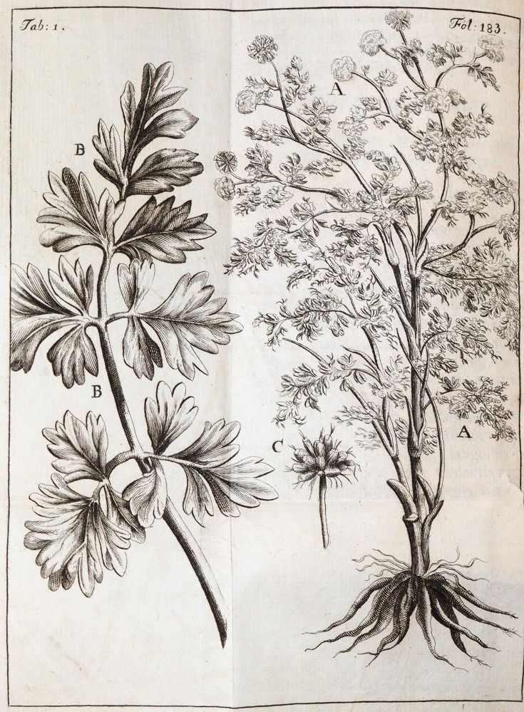 Große Abbildung Nr.3: 144-1357 Stalpart van der Wiel,C.: (Medizin, Chirurgie)