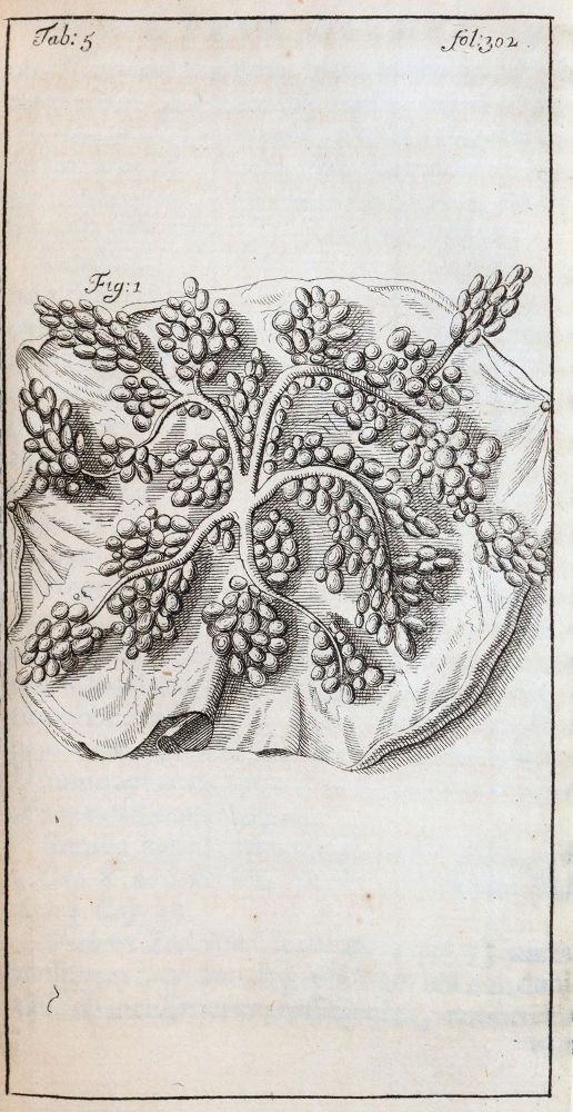 Große Abbildung Nr.4: 144-1357 Stalpart van der Wiel,C.: (Medizin, Chirurgie)