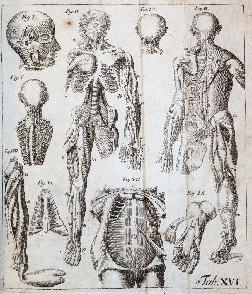 Große Abbildung Nr.5: 144-1363 Eschenbach,C.E.: (Medizin)
