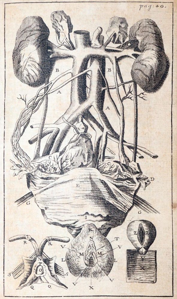 Große Abbildung Nr.3: 144-1371 Dionis,P.: (Medizin, Gynäkologie)