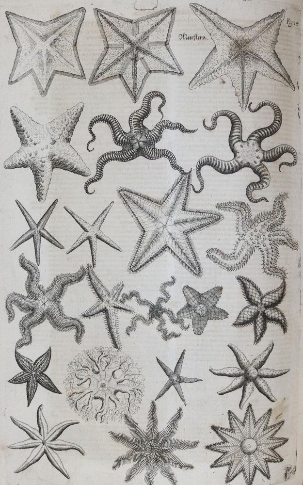 Große Abbildung Nr.11: 144-1445 Aldrovandi,U.: (Zoologie)