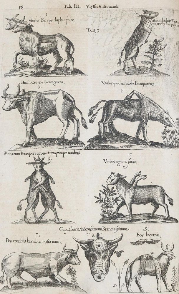 Große Abbildung Nr.3: 144-1445 Aldrovandi,U.: (Zoologie)