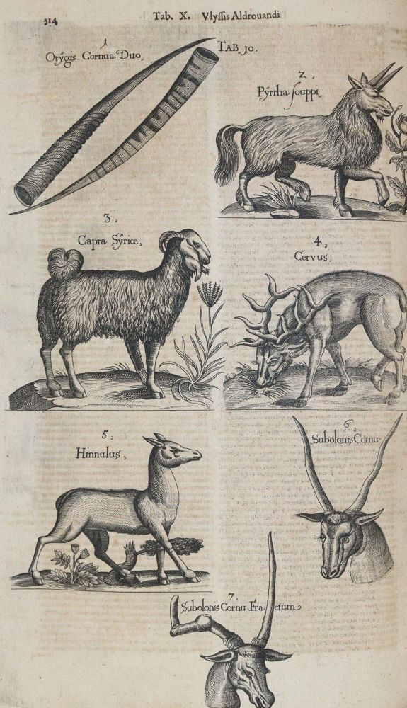 Große Abbildung Nr.5: 144-1445 Aldrovandi,U.: (Zoologie)