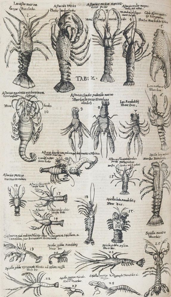 Große Abbildung Nr.8: 144-1445 Aldrovandi,U.: (Zoologie)