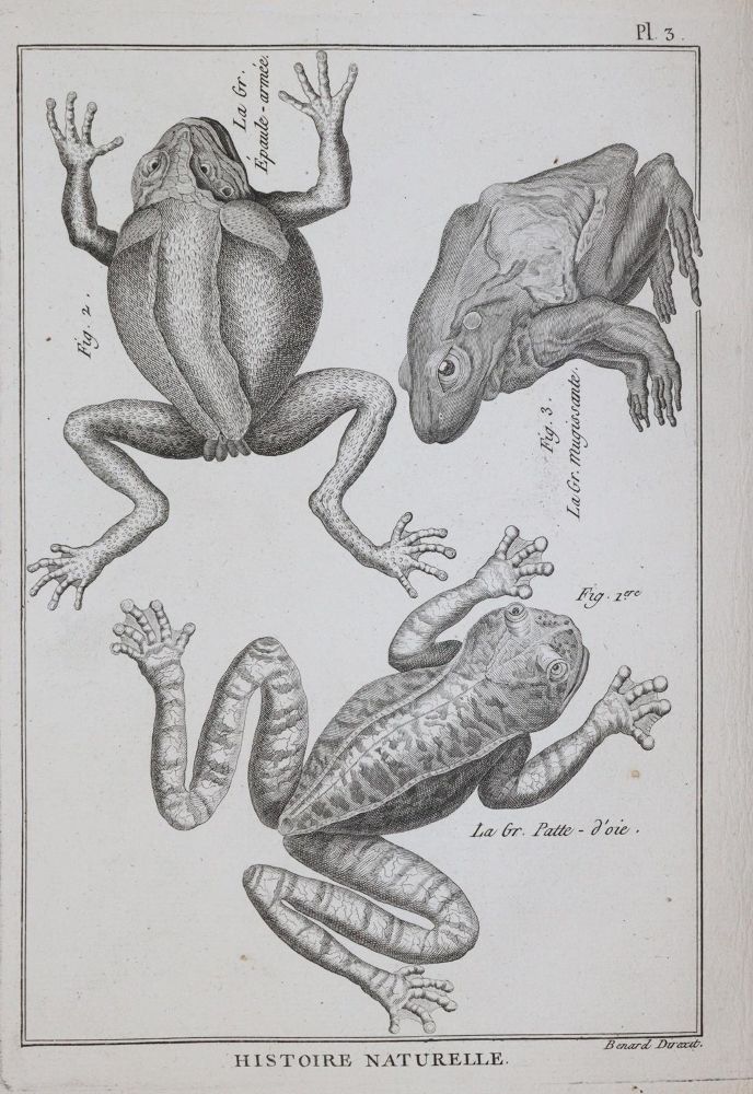Große Abbildung Nr.2: 144-1446 Bonnaterre,(J.P.).: (Zoologie)