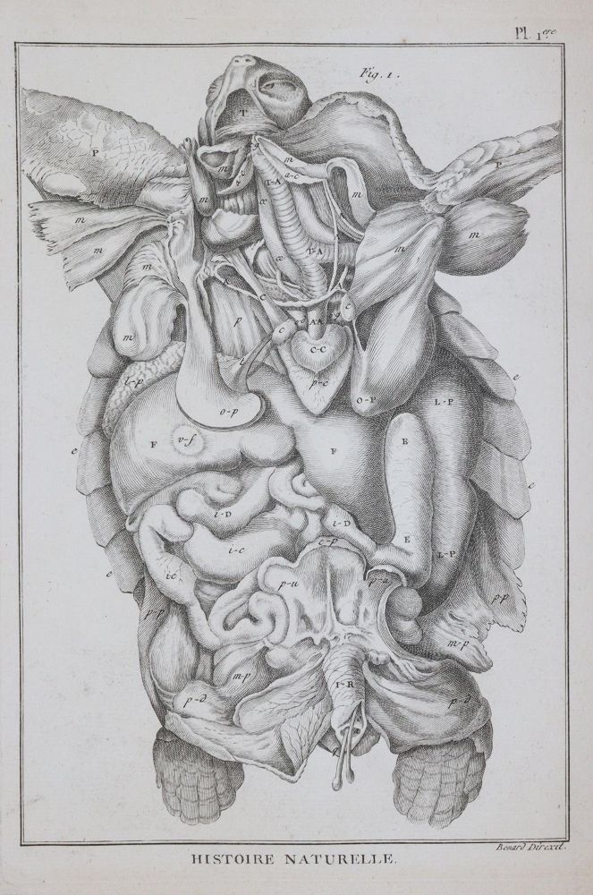 Große Abbildung Nr.3: 144-1446 Bonnaterre,(J.P.).: (Zoologie)