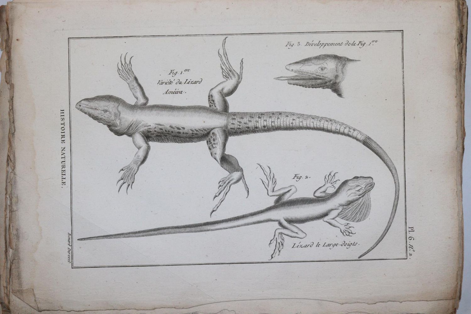 Große Abbildung Nr.4: 144-1446 Bonnaterre,(J.P.).: (Zoologie)