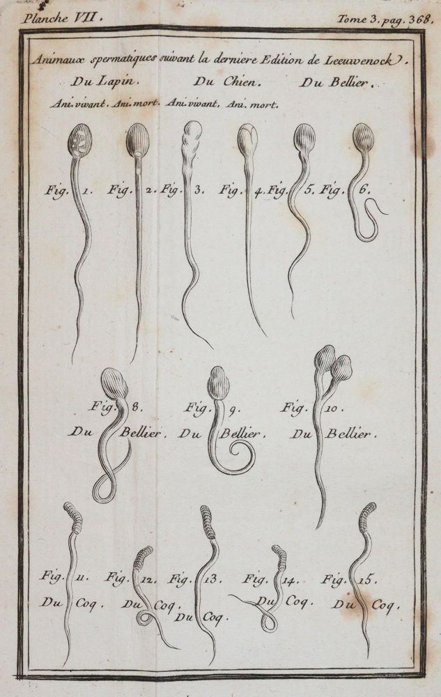 Große Abbildung Nr.4: 144-1447 (Buffon,G.L.L.).: (Zoologie)