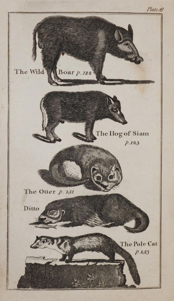 Große Abbildung Nr.2: 144-1448 Buffon,(G.L.L.).: (Zoologie)