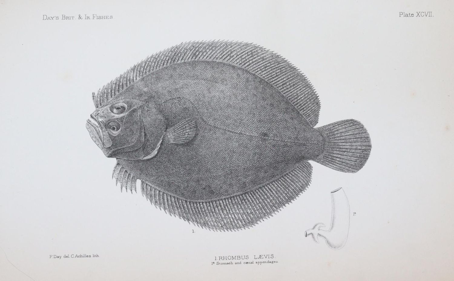 Große Abbildung Nr.2: 144-1449 Day,F.: (Zoologie, Fische)