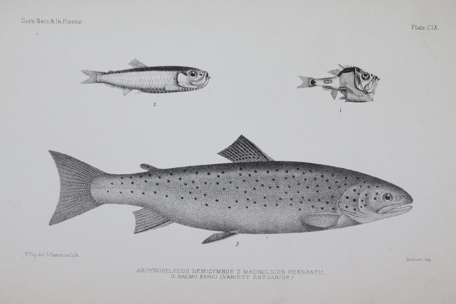 Große Abbildung Nr.3: 144-1449 Day,F.: (Zoologie, Fische)