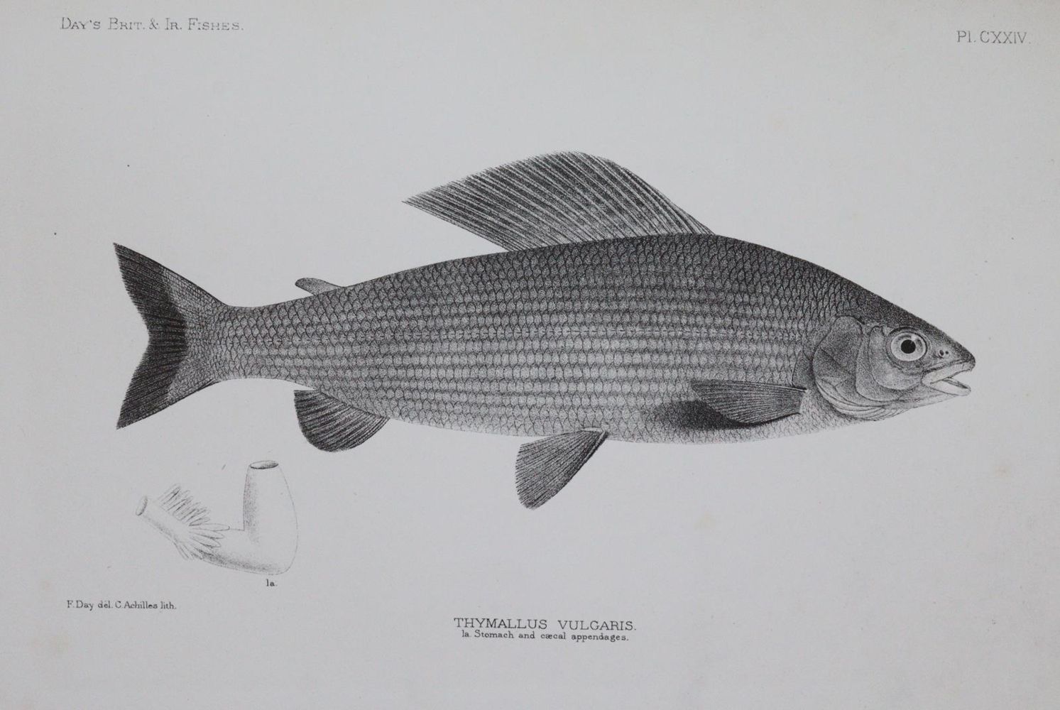 Große Abbildung Nr.4: 144-1449 Day,F.: (Zoologie, Fische)
