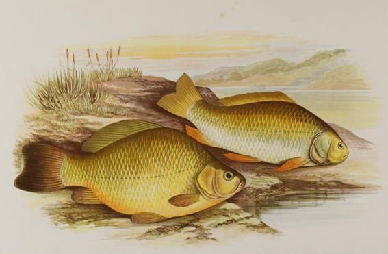 Große Abbildung Nr.1: 144-1450 Houghton,W.: (Zoologie, Fische)