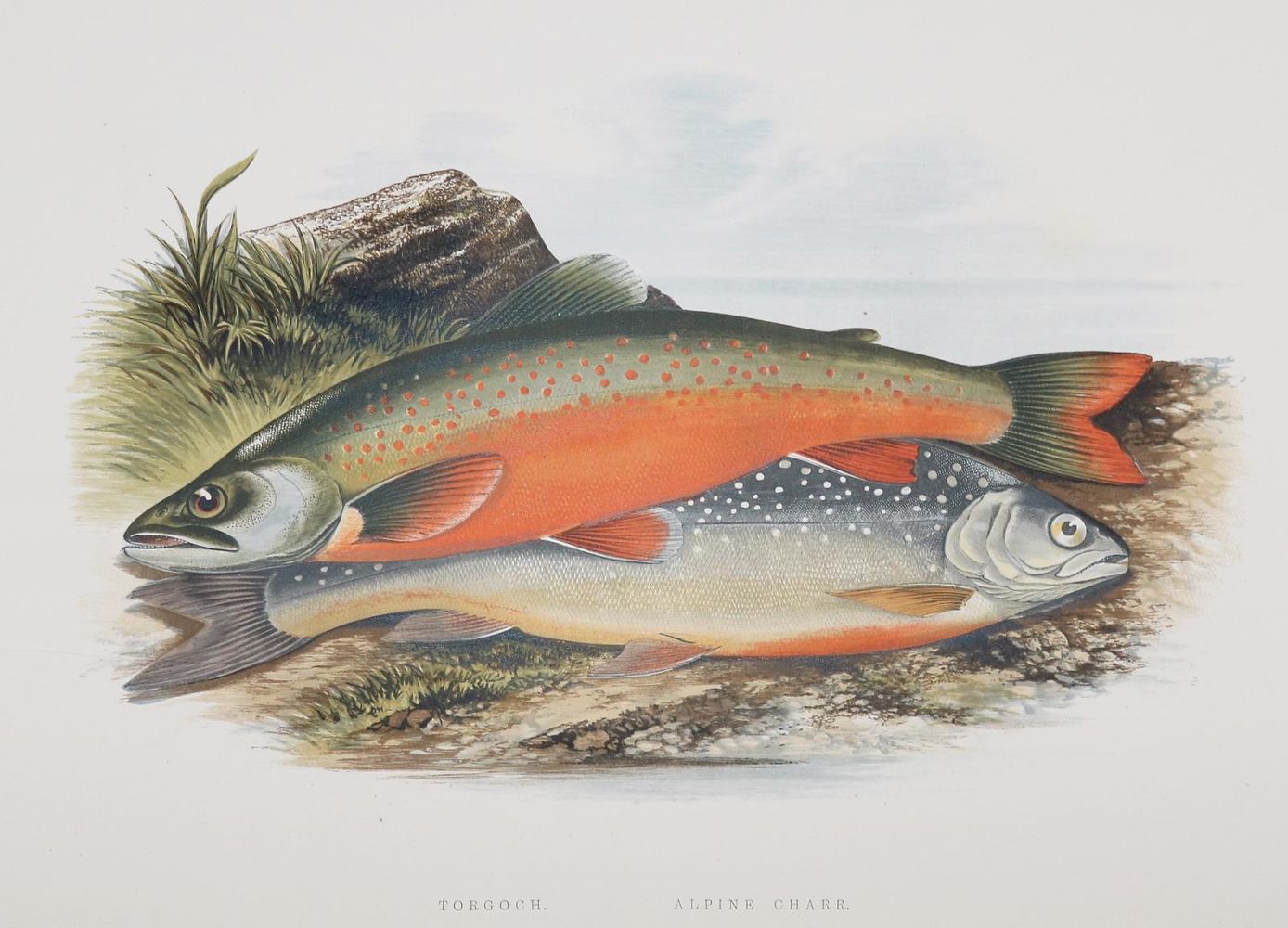 Große Abbildung Nr.1: 144-1451 Houghton,W.: (Zoologie, Fische)